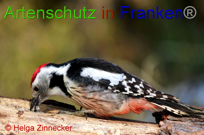 © Artenschutz in Franken® / Helga Zinnecker Bild zum Eintrag (1047381-160)