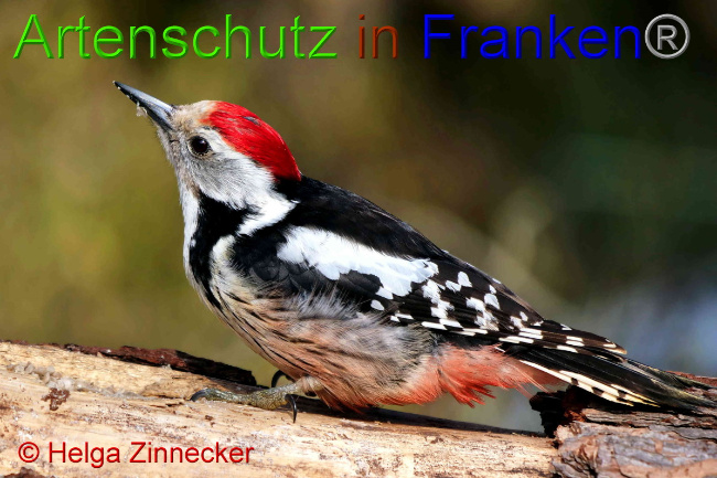 © Artenschutz in Franken® / Helga Zinnecker Bild zum Eintrag (1047382-160)