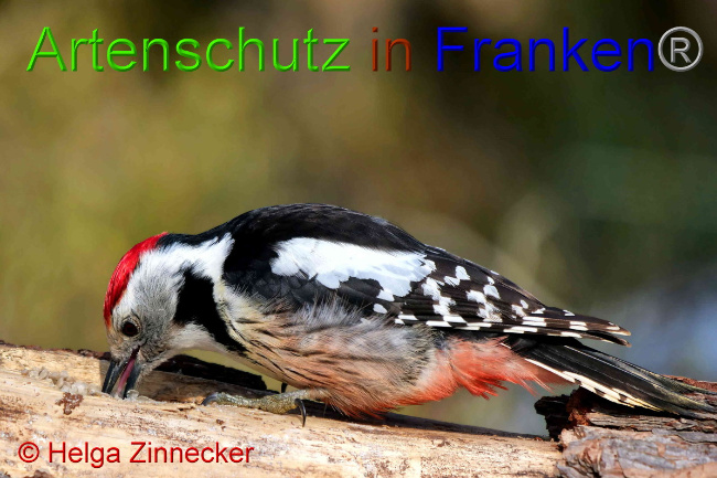 © Artenschutz in Franken® / Helga Zinnecker Bild zum Eintrag (1047383-160)