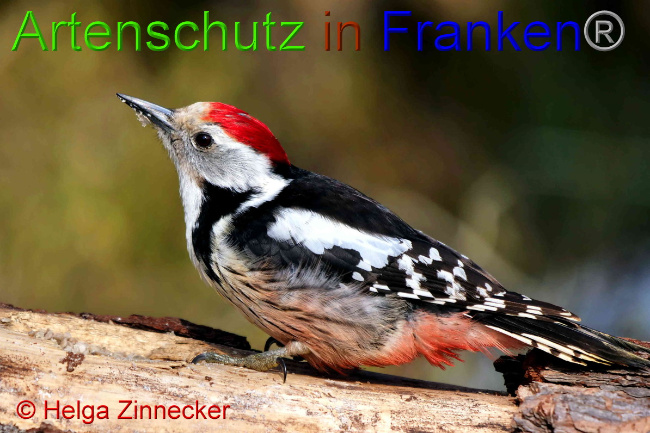 © Artenschutz in Franken® / Helga Zinnecker Bild zum Eintrag (1047386-160)