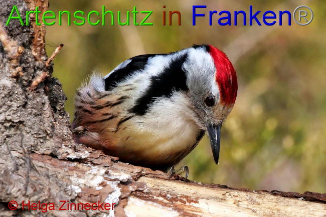 © Artenschutz in Franken® / Helga Zinnecker Bild zum Eintrag (1047387-160)