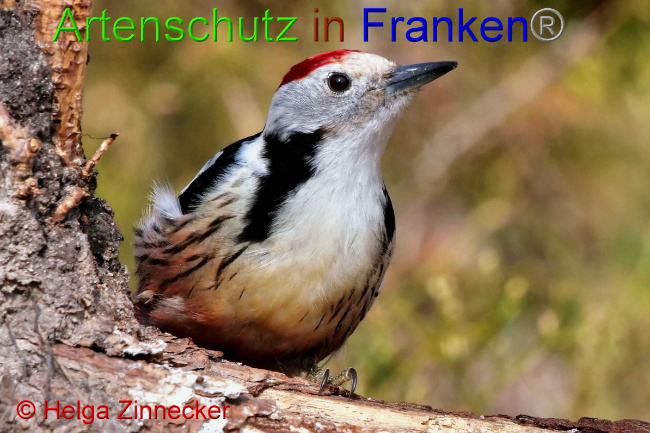 © Artenschutz in Franken® / Helga Zinnecker Bild zum Eintrag (1047388-160)