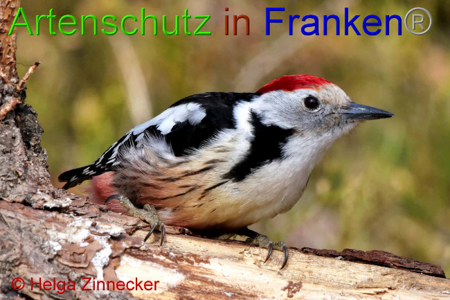© Artenschutz in Franken® / Helga Zinnecker Bild zum Eintrag (1047390-160)