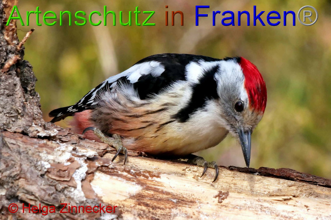 © Artenschutz in Franken® / Helga Zinnecker Bild zum Eintrag (1047391-160)