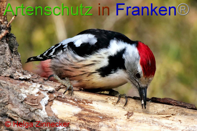 © Artenschutz in Franken® / Helga Zinnecker Bild zum Eintrag (1047392-160)
