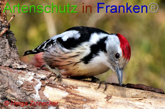 © Artenschutz in Franken® / Helga Zinnecker Bild zum Eintrag (1047393-160)