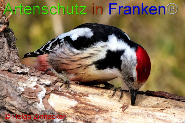 © Artenschutz in Franken® / Helga Zinnecker Bild zum Eintrag (1047394-160)