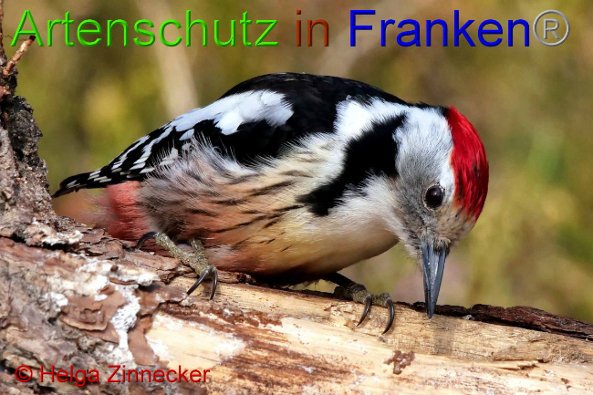 © Artenschutz in Franken® / Helga Zinnecker Bild zum Eintrag (1047398-160)