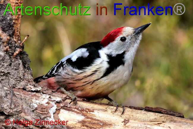 © Artenschutz in Franken® / Helga Zinnecker Bild zum Eintrag (1047399-160)