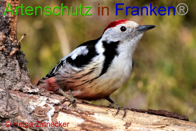 © Artenschutz in Franken® / Helga Zinnecker Bild zum Eintrag (1047400-160)