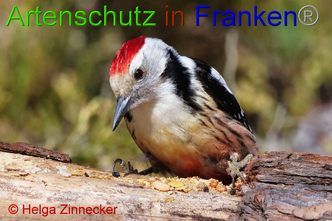 Bild zum Eintrag (1047401-160)