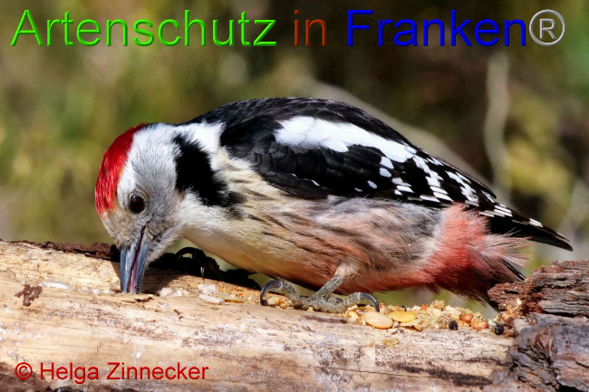 © Artenschutz in Franken® / Helga Zinnecker Bild zum Eintrag (1047406-160)