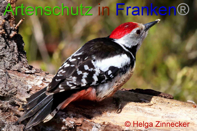 © Artenschutz in Franken® / Helga Zinnecker Bild zum Eintrag (1047407-160)