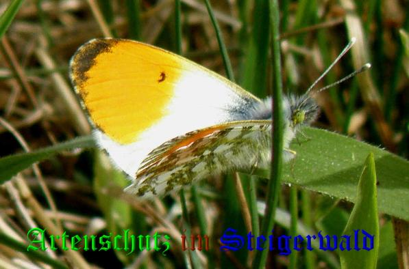 Copyright AiS- Albert Meier Bild zum Eintrag (1047498-160)
