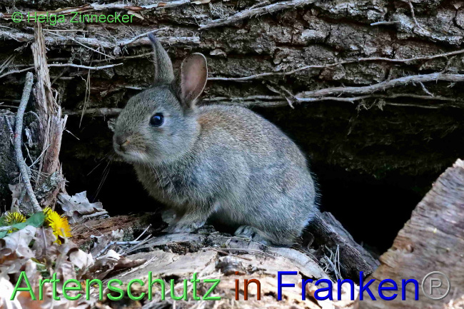 © Artenschutz in Franken® / Helga Zinnecker Bild zum Eintrag (1047746-160)