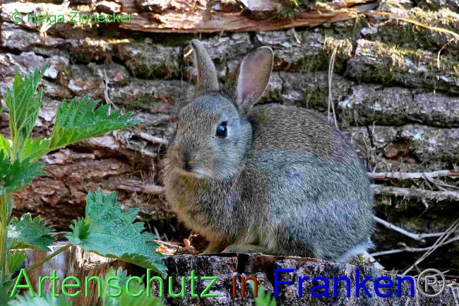 © Artenschutz in Franken® / Helga Zinnecker Bild zum Eintrag (1047747-160)