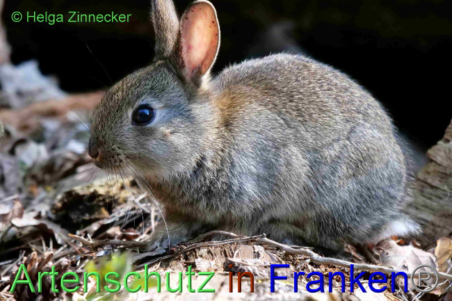 © Artenschutz in Franken® / Helga Zinnecker Bild zum Eintrag (1047759-160)