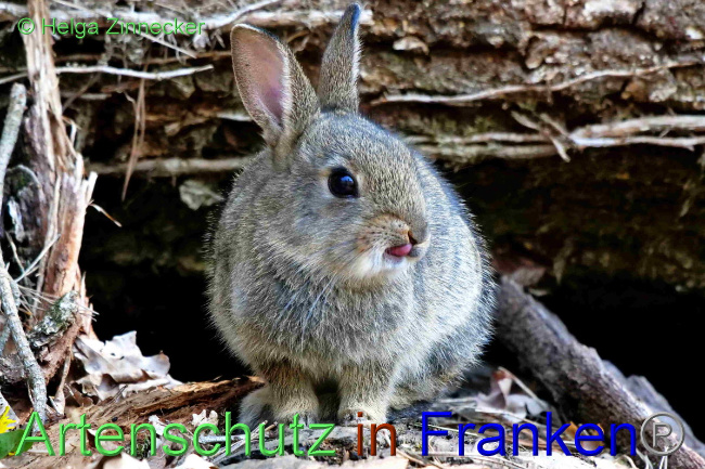 © Artenschutz in Franken® / Helga Zinnecker Bild zum Eintrag (1047760-160)