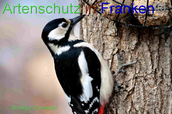 © Artenschutz in Franken® / Helga Zinnecker Bild zum Eintrag (1047789-160)