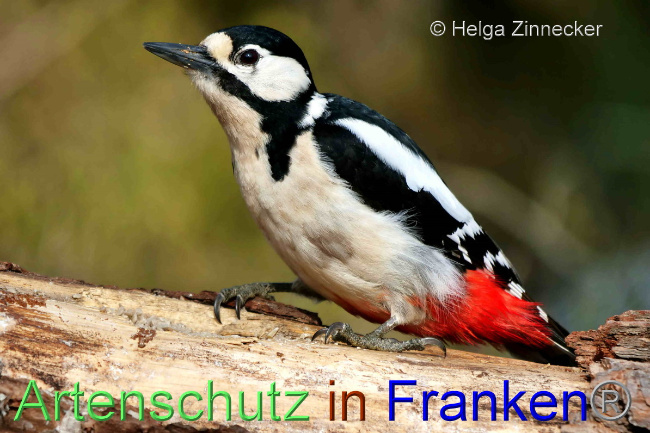 © Artenschutz in Franken® / Helga Zinnecker Bild zum Eintrag (1047790-160)