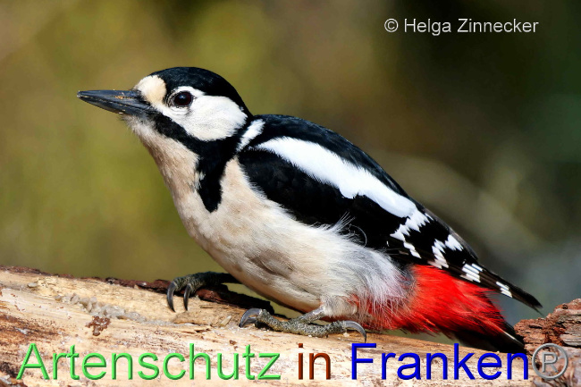 © Artenschutz in Franken® / Helga Zinnecker Bild zum Eintrag (1047791-160)