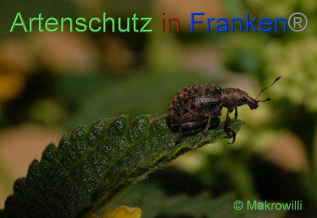© Artenschutz in Franken® / Makrowilli Bild zum Eintrag (1048218-160)