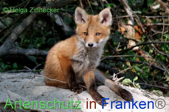 © Artenschutz in Franken® / Helga Zinnecker Bild zum Eintrag (1048285-160)