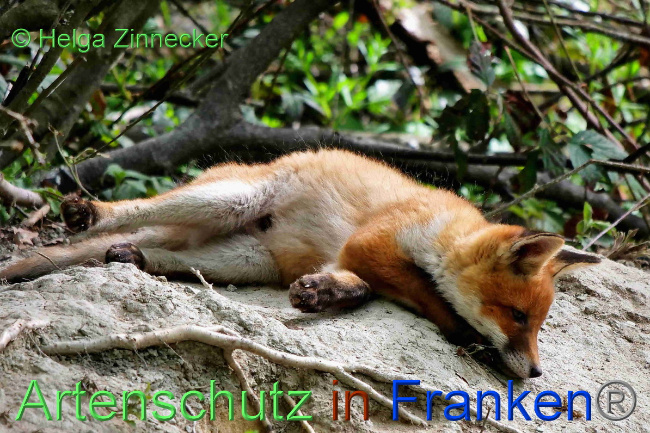 © Artenschutz in Franken® / Helga Zinnecker Bild zum Eintrag (1048293-160)