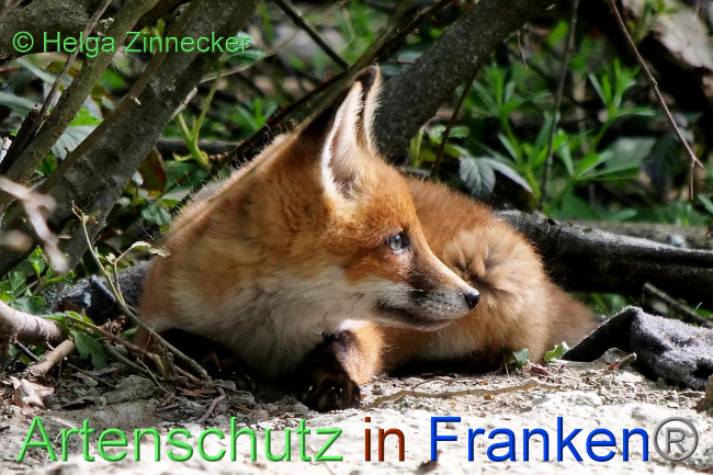 © Artenschutz in Franken® / Helga Zinnecker Bild zum Eintrag (1048294-160)