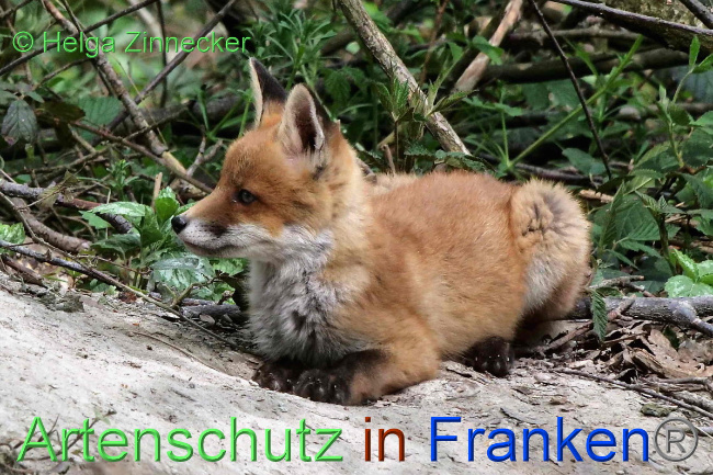 © Artenschutz in Franken® / Helga Zinnecker Bild zum Eintrag (1048295-160)