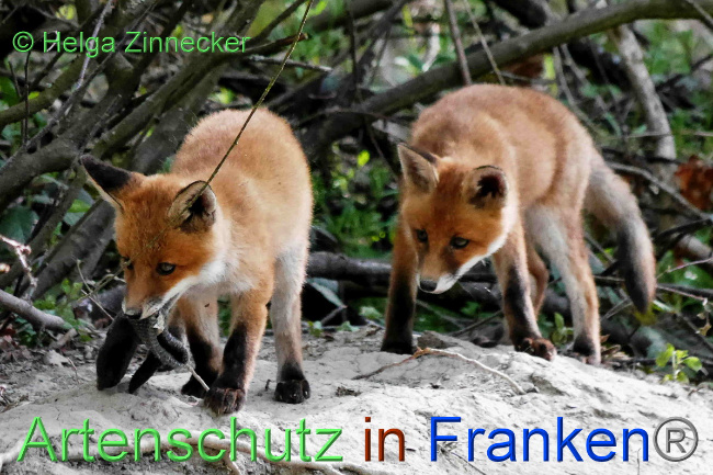 © Artenschutz in Franken® / Helga Zinnecker Bild zum Eintrag (1048297-160)