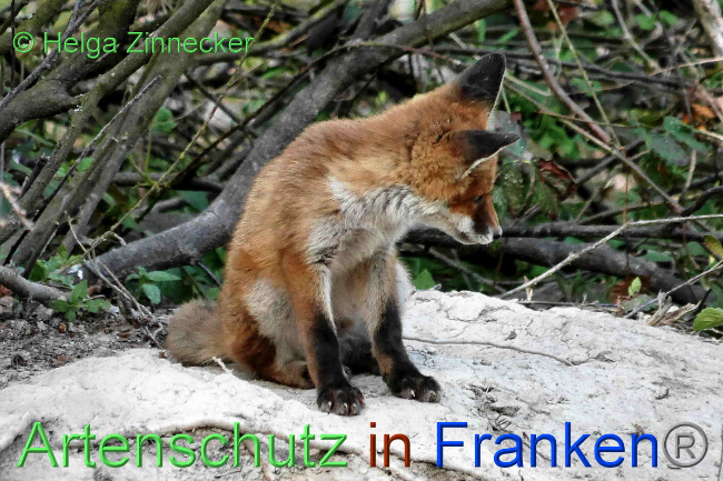 © Artenschutz in Franken® / Helga Zinnecker Bild zum Eintrag (1048298-160)