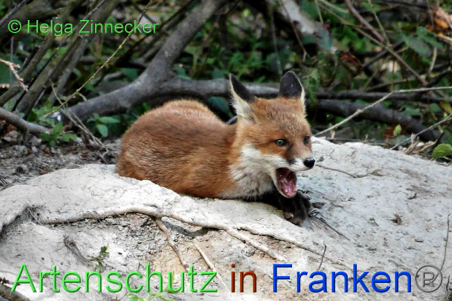 © Artenschutz in Franken® / Helga Zinnecker Bild zum Eintrag (1048299-160)