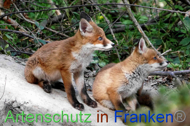 © Artenschutz in Franken® / Helga Zinnecker Bild zum Eintrag (1048301-160)