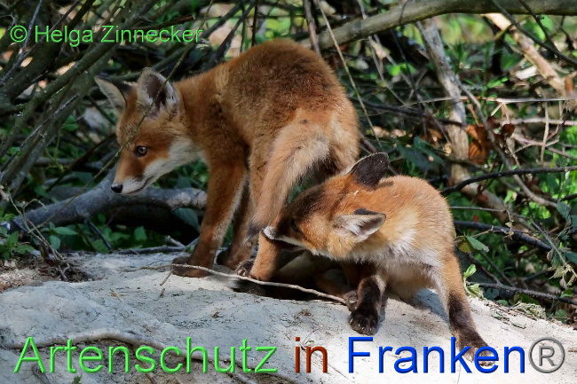 © Artenschutz in Franken® / Helga Zinnecker Bild zum Eintrag (1048302-160)
