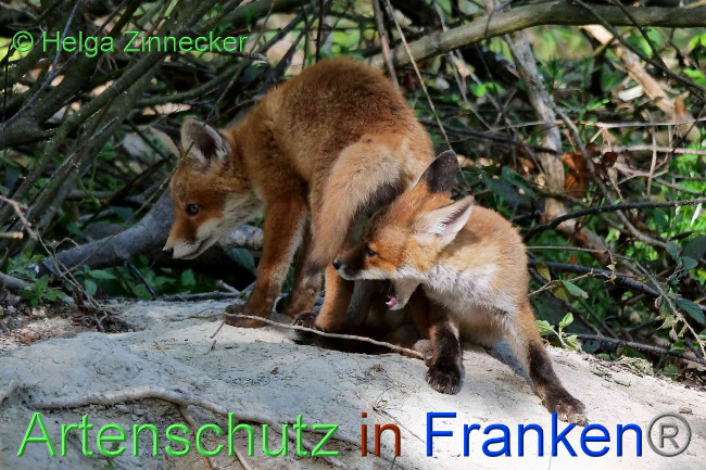 © Artenschutz in Franken® / Helga Zinnecker Bild zum Eintrag (1048303-160)