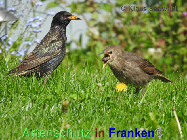 © Artenschutz in Franken® / Klaus Sanwald Bild zum Eintrag (1048453-160)