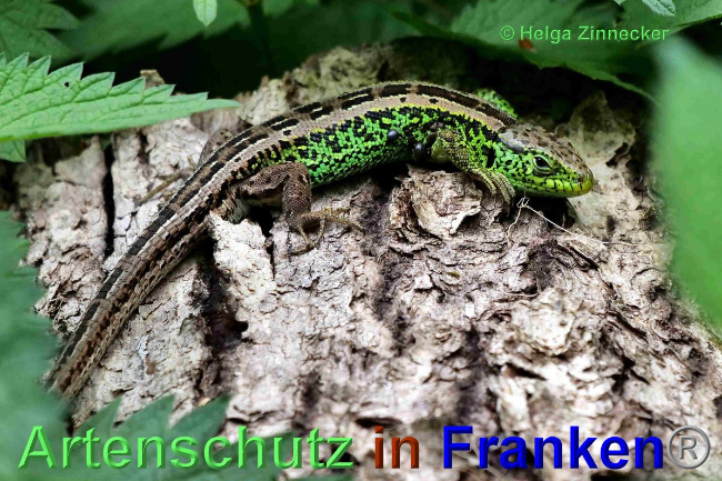 © Artenschutz in Franken® / Helga Zinnecker Bild zum Eintrag (1048584-160)
