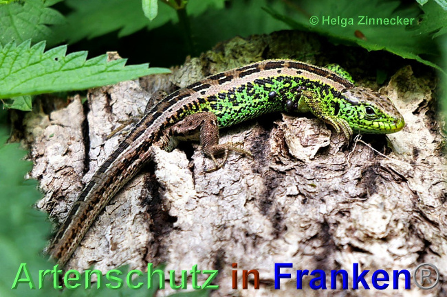 © Artenschutz in Franken® / Helga Zinnecker Bild zum Eintrag (1048585-160)