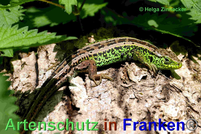 © Artenschutz in Franken® / Helga Zinnecker Bild zum Eintrag (1048586-160)