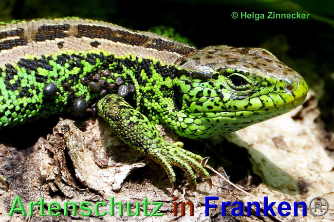 © Artenschutz in Franken® / Helga Zinnecker Bild zum Eintrag (1048587-160)