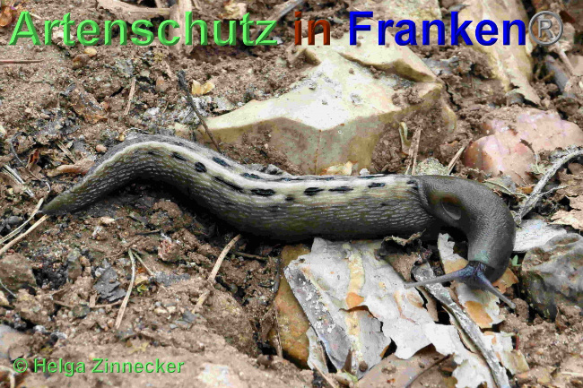 © Artenschutz in Franken® / Helga Zinnecker Bild zum Eintrag (1048695-160)