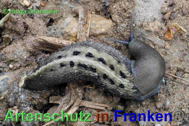 © Artenschutz in Franken® / Helga Zinnecker Bild zum Eintrag (1048697-160)