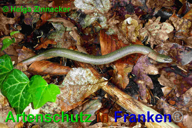 © Artenschutz in Franken® / Helga Zinnecker Bild zum Eintrag (1048907-160)