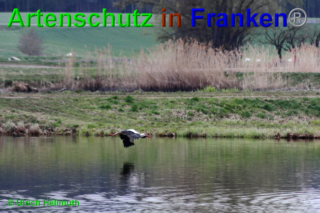 © Artenschutz in Franken® / Ulrich Hellmuth Bild zum Eintrag (1048981-160)