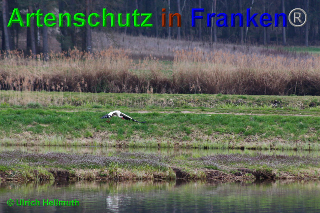 © Artenschutz in Franken® / Ulrich Hellmuth Bild zum Eintrag (1048982-160)