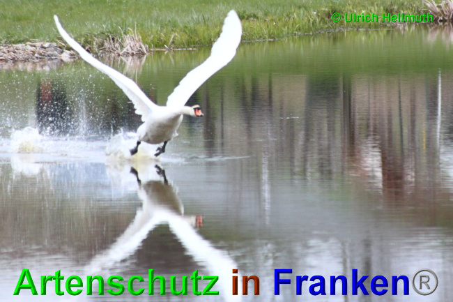 © Artenschutz in Franken® / Ulrich Hellmuth Bild zum Eintrag (1048984-160)