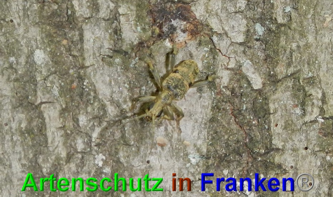 © Artenschutz in Franken® / Jasmin Wegner Bild zum Eintrag (1049054-160)