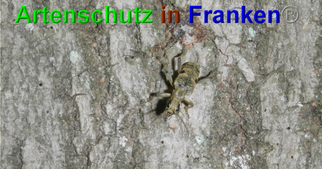 © Artenschutz in Franken® / Jasmin Wegner Bild zum Eintrag (1049055-160)