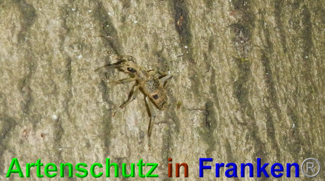 © Artenschutz in Franken® / Jasmin Wegner Bild zum Eintrag (1049057-160)